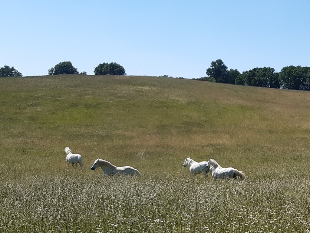 GARGIULO
